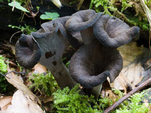 Chanterelle Black Trumpet Mushrooms