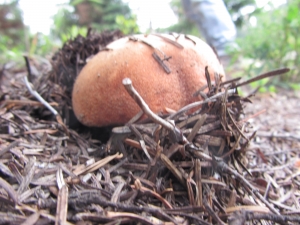 King Bolete Mushroom