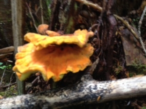 Chicken of the Wood