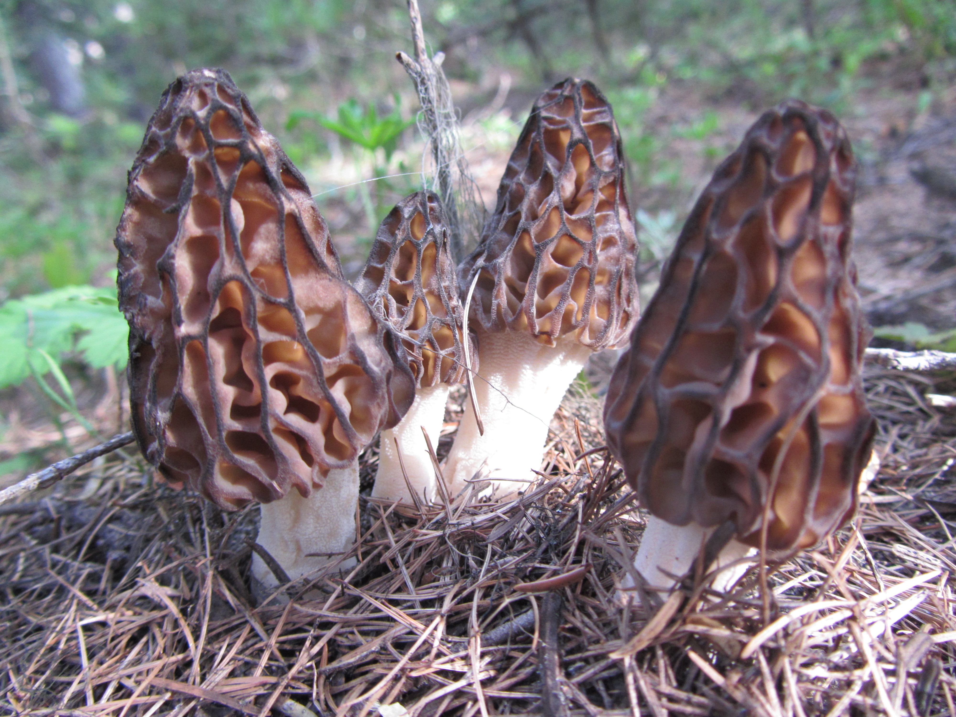 Can You Grow Morel Mushrooms Inside Morel Mushrooms Pacific Northwest Wild Mushrooms