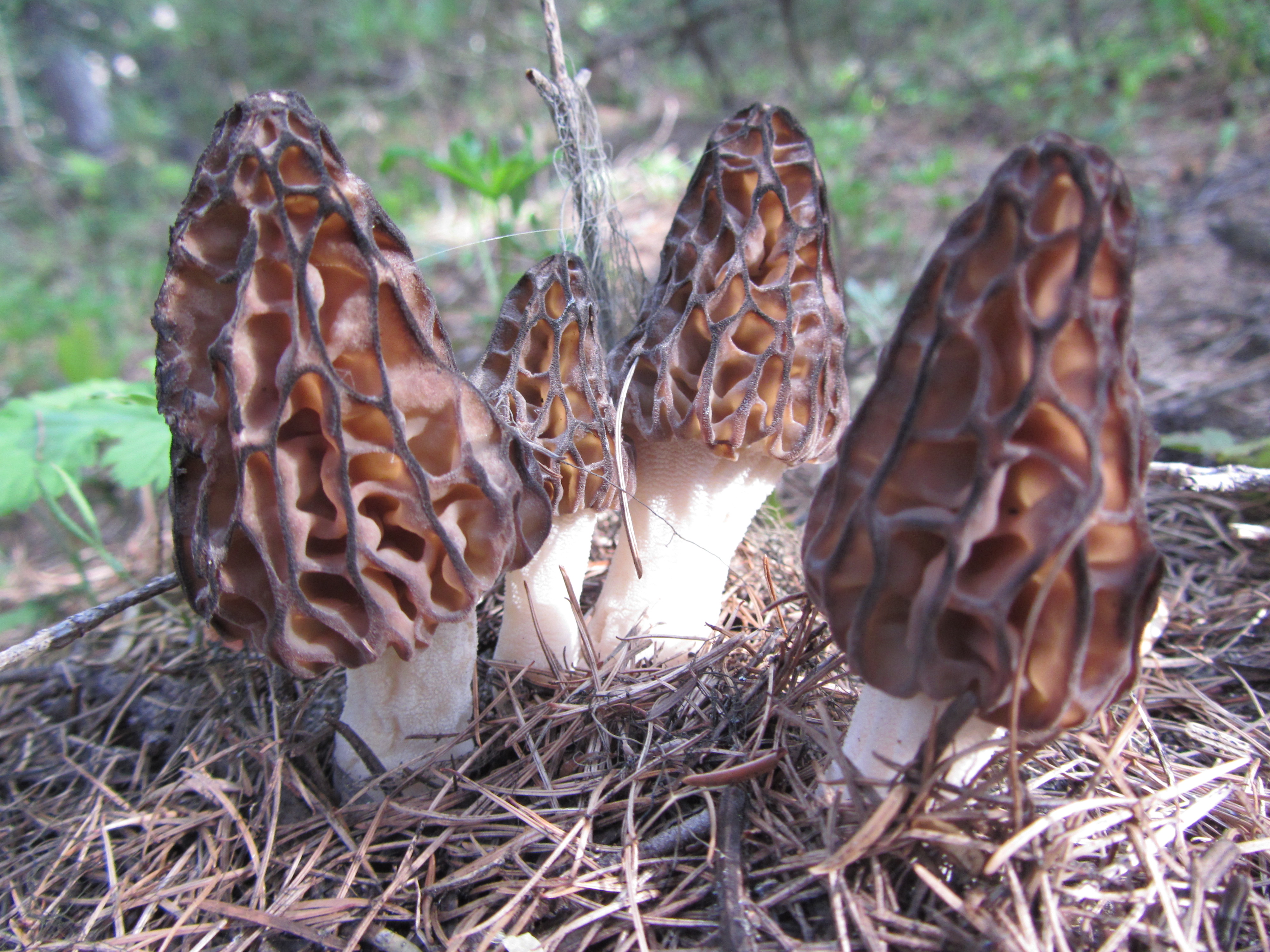 Morel Mushrooms